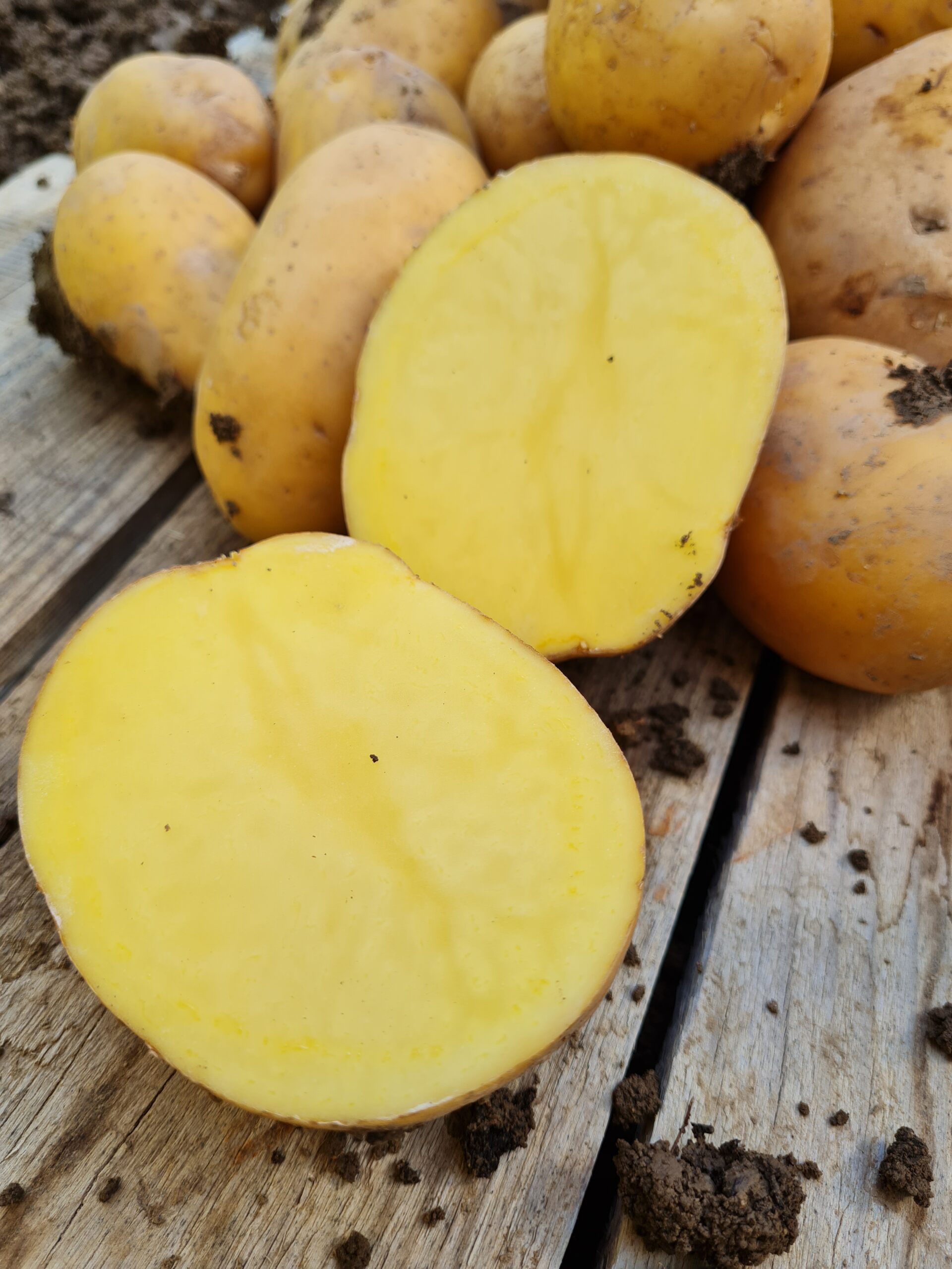 Drôtovec zemiaky Drôtovec