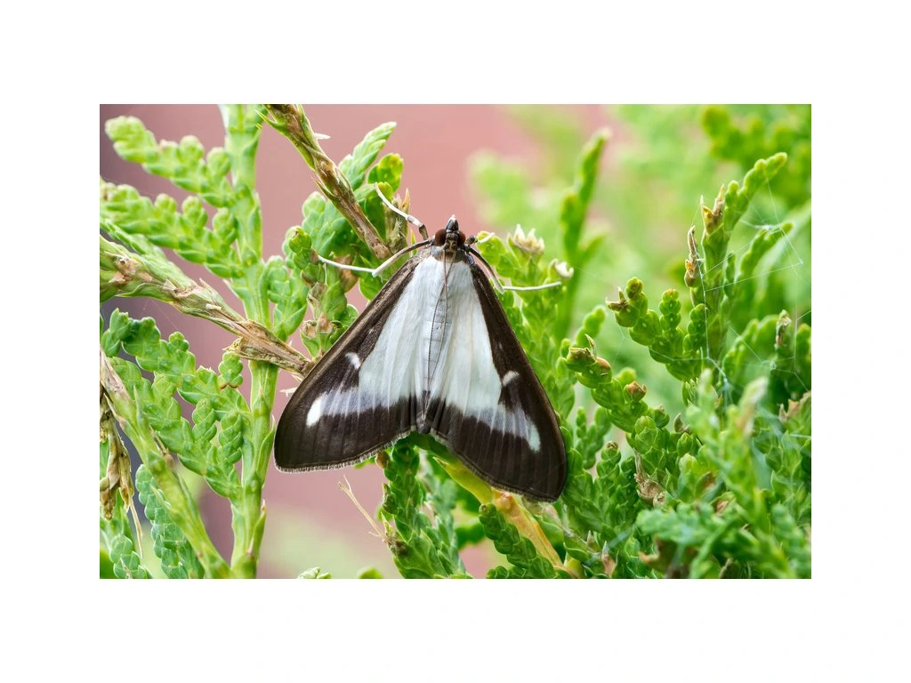 82-1_motyl-vijacka-kruspanova