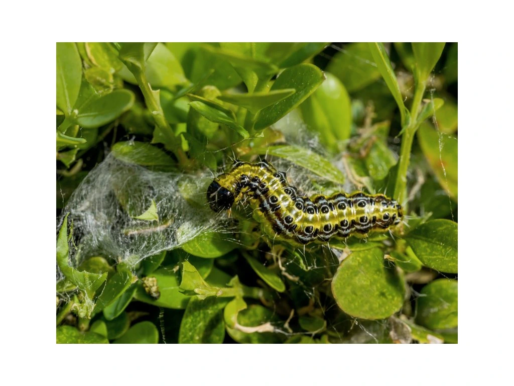 82-2_vijacka-krucpanova-husenica